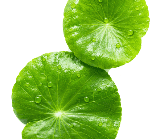 hoja