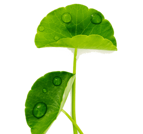 hoja