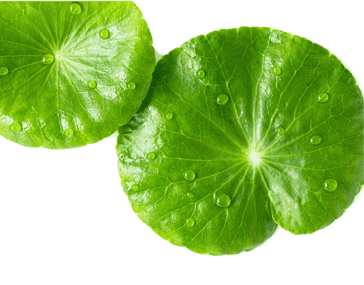 hoja